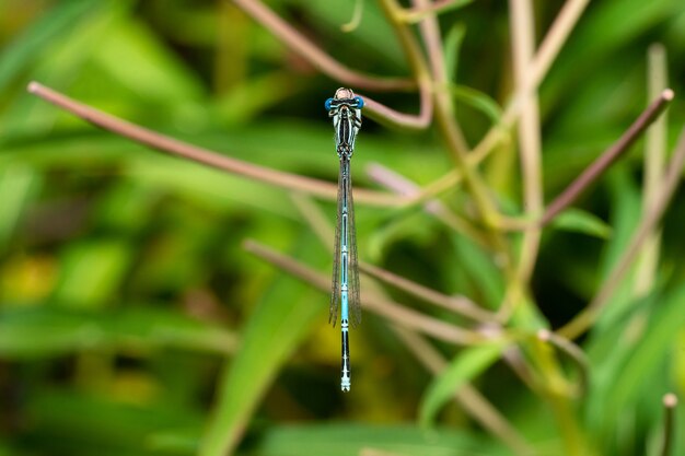 Libélula sentada sobre un palo seco, vida silvestre. Una delgada libélula azul se asienta sobre una estrecha hoja de hierba. Fuera de foco.