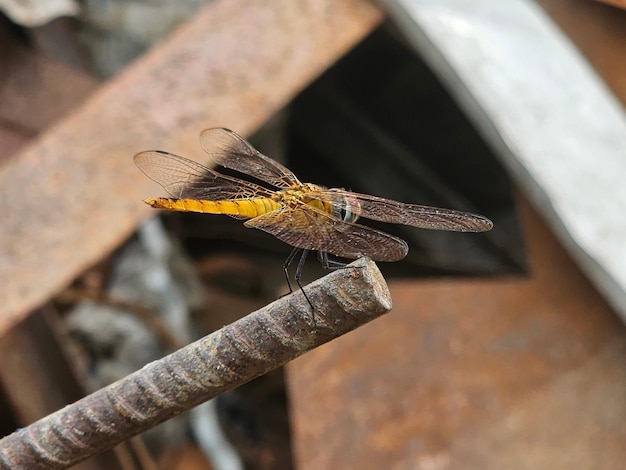 Foto una libélula se sienta en una barra de metal de hierro