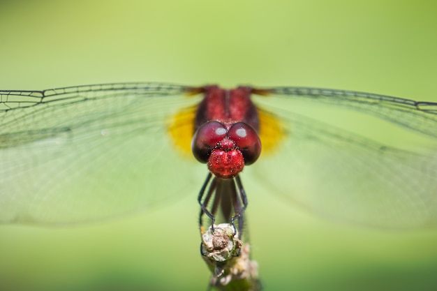 Foto libélula se sienta en una rama