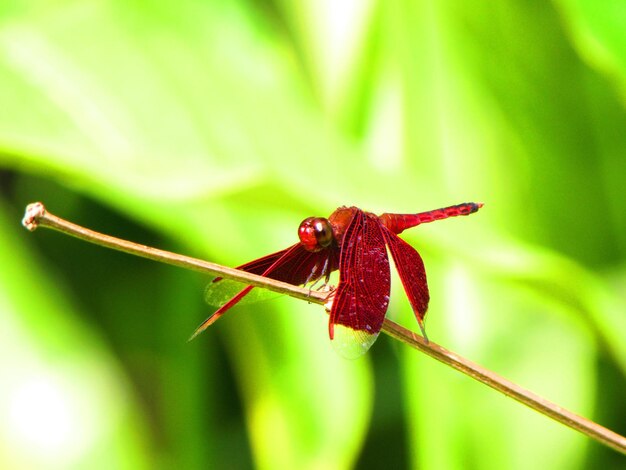 Una libélula se sienta en una ramita con un fondo verde.