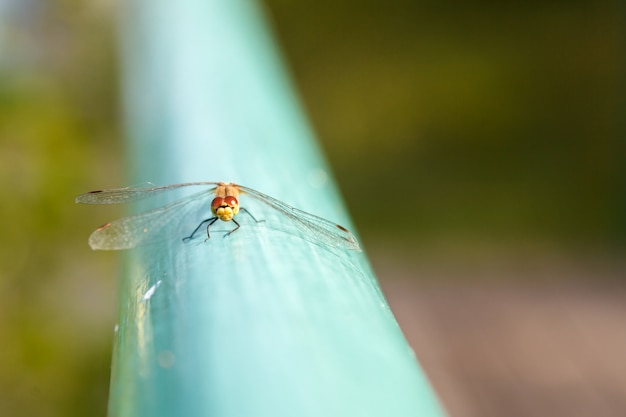 Foto la libélula se sienta en la superficie azul