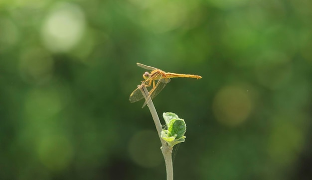 Foto una libélula se sienta en el tallo de una planta.