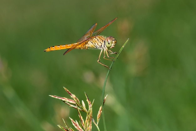 Foto libélula sobre hierba