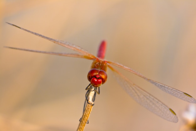 Libélula (sympetrum sp)