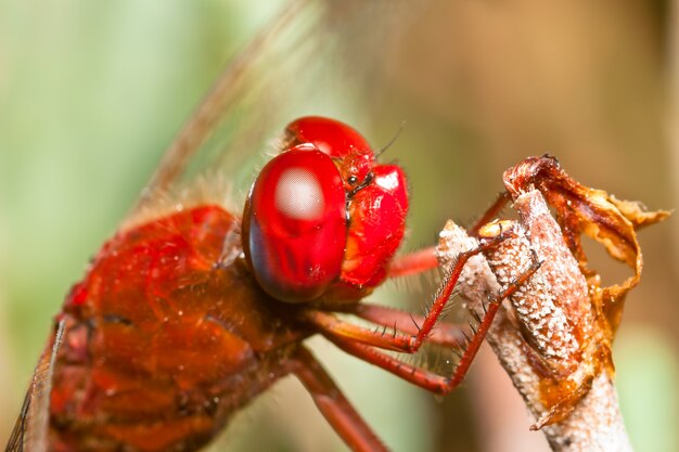 Libélula (sympetrum sp)