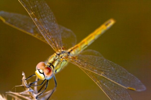 Libélula (sympetrum sp)