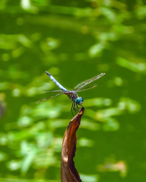 Foto libélula en el tallo sobre el agua verde