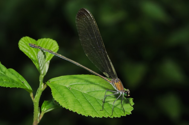 Libélula verde nas folhas na floresta natural