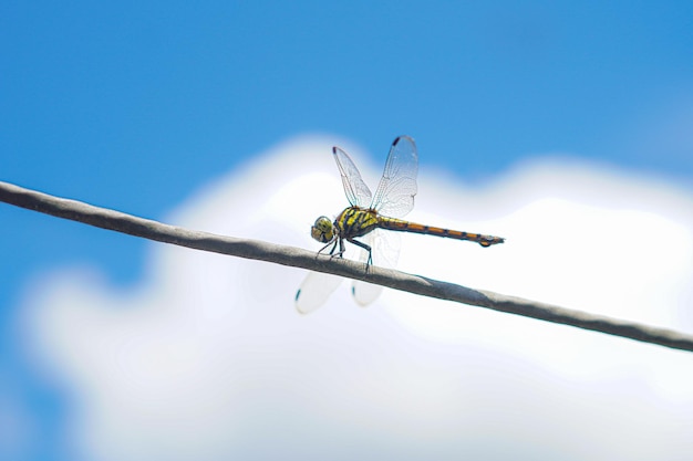 libélula verde posada en un cable con nubes de cielo azul claro y blanco foto premium