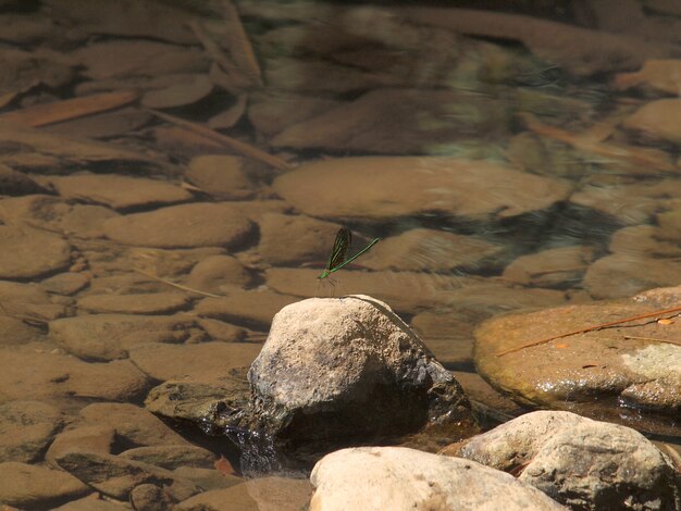 Libélula verde en las rocas en cascada