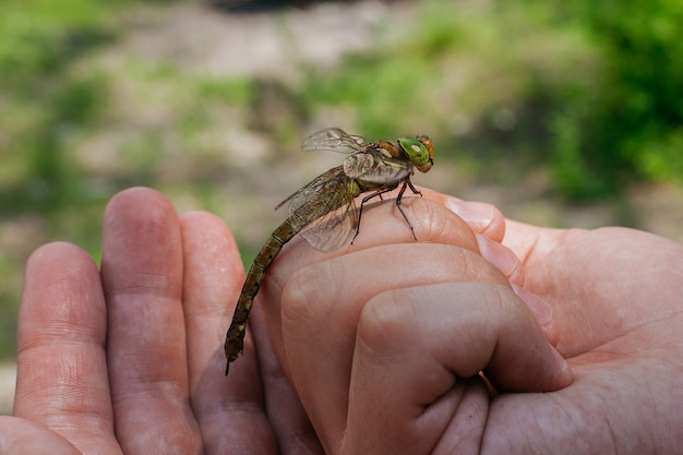 Libélula verde sentada en el dedo