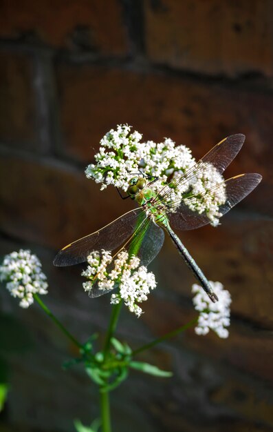 Libélula verde sentada en flor de valeriana común (Valeriana officinalis)