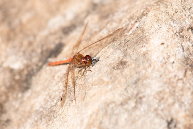 Foto libélula vermelha, neurothemis fluctuans está sentado em uma pedra, reserva natural de haff reimich em luxemburgo