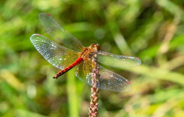 Libélula vermelha no ramo fechado em fundo verde Prado da temporada de verão