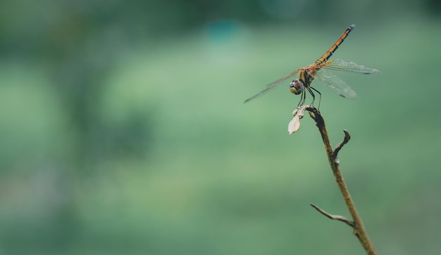 Libélula vida selvagem macro fotografia espaço vazio bokeh fundo Inseto ao ar livre closeup libélula