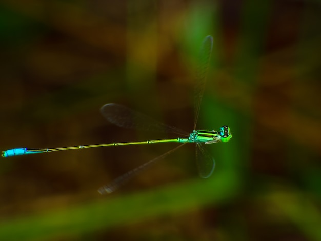 Libélula volando, Caballito del diablo, Cazador de insectos voladores.