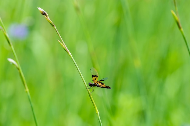 La libélula Yellowbarred Flutterer Rhyothemis phyllis se posa en una hoja