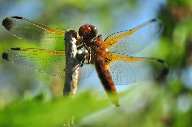 Libélula