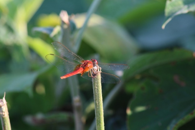 Libélula