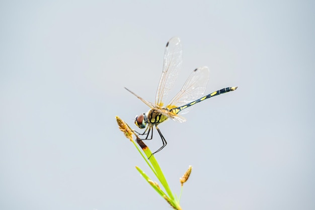 Las libélulas amarillas están en las flores de la naturaleza.