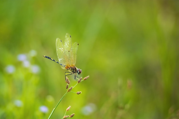 Foto las libélulas amarillas están en las flores de la naturaleza.