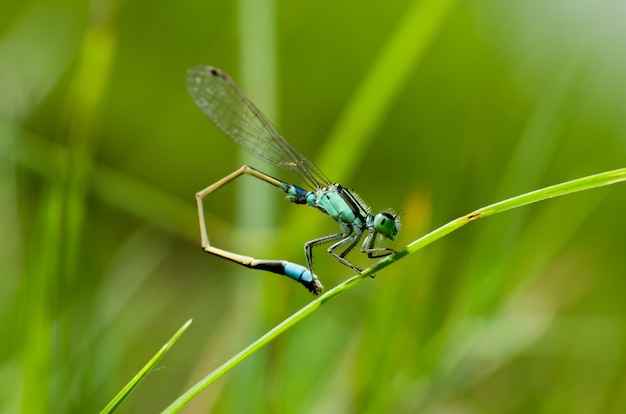 Foto libélulas del caballito del diablo en tallo con fondo de naturaleza verde