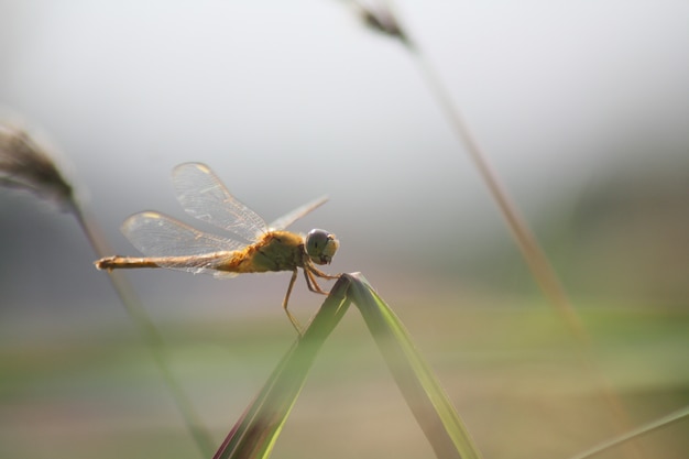 Foto libélulas empoleiradas na grama