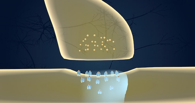 La liberación de neurotransmisores en el TDAH