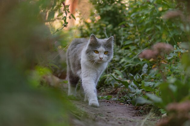 Liberdade de animais de estimação e desfrutar do conceito de natureza alegria na natureza gato jovem feliz ao ar livre entre flores