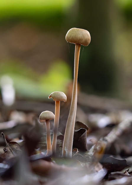 Foto liberty cap ou cogumelos do gênero psilocybe semilanceata na floresta, close-up, vertical