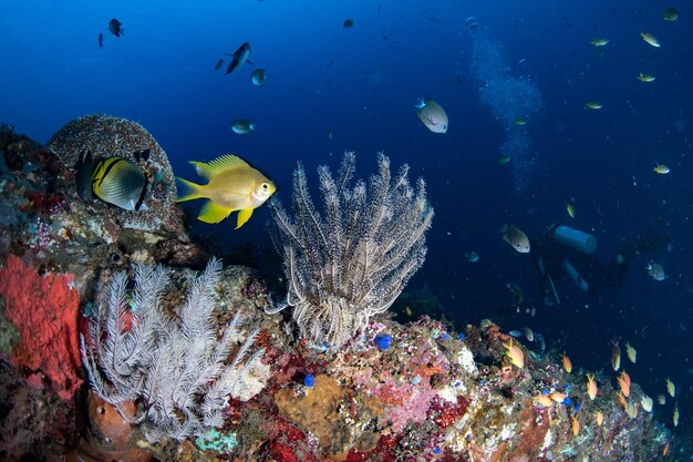 Liberty-Schiffswrack im Indischen Ozean in Bali Tulamben