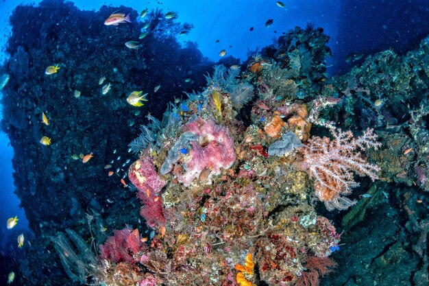 Liberty Ship Wreck no Oceano Índico em Bali Tulamben