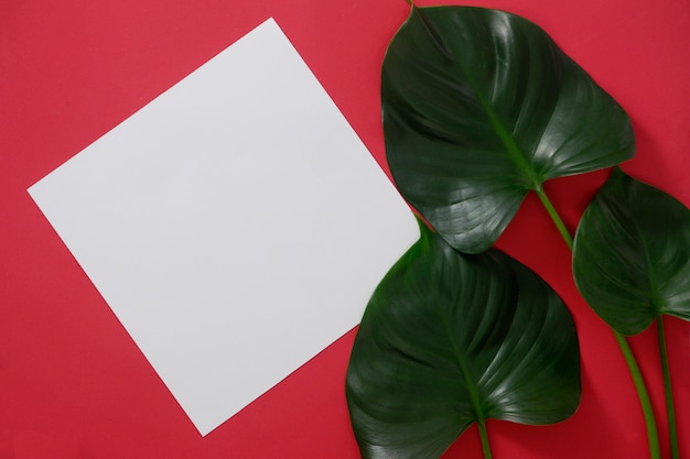 Libro blanco de la maqueta con el espacio para el texto o la imagen en fondo rojo y la hoja tropical.