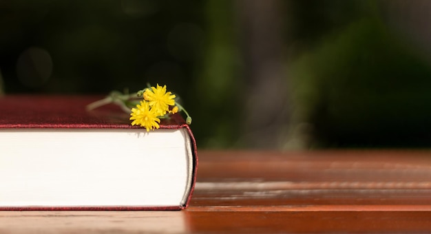 Libro y gafas en un banco al aire libre
