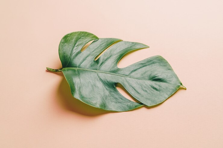 Foto licencia de monstera