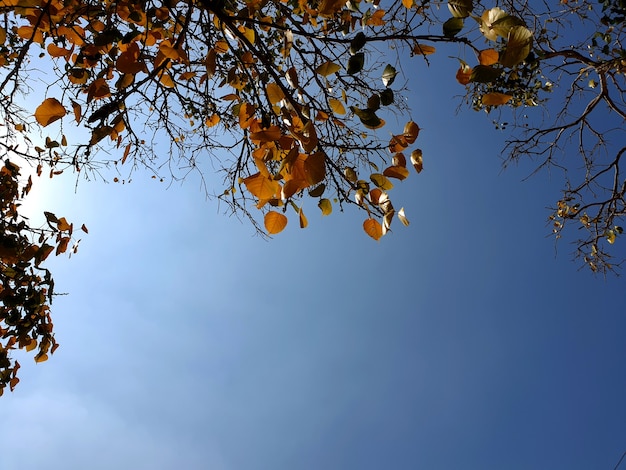 Licencia de rama de árbol con luz solar en el fondo del cielo azul