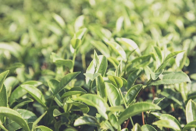 licencia de té verde en el campo, de cerca