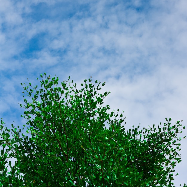 Licencia verde en el cielo azul con fondo de nubes