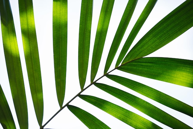 Foto licencia verde de palmera sobre fondo blanco.