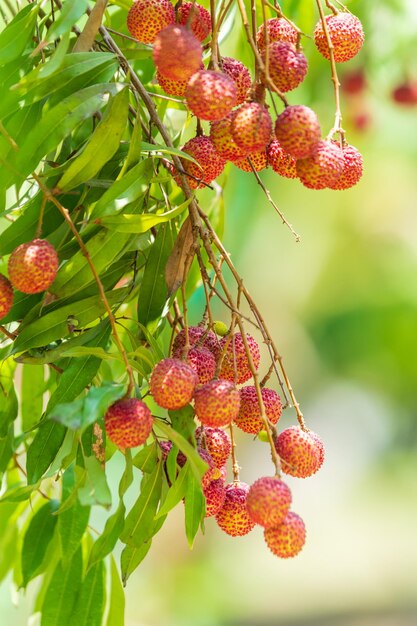 Lichias na árvoreFresh Lychee Fruits