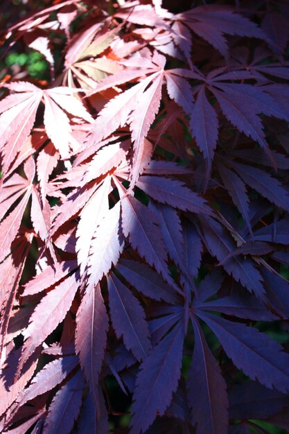 Licht auf japanischem Ahorn