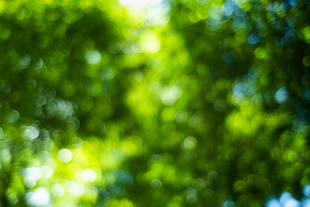 Licht aus Fokus, unscharfer Hintergrund. Bokeh aus natürlichen grünen Blättern.