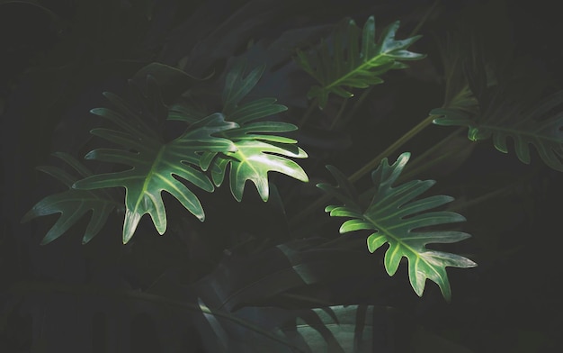 Licht und Schatten auf der Philodendron Xanadu-Pflanze wächst im Schatten der Bäume im Garten