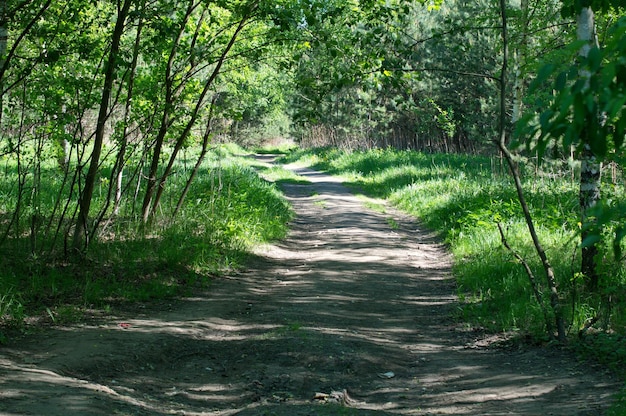 Licht und Schatten auf einem Waldweg an einem sonnigen Maimorgen Region Moskau Russland