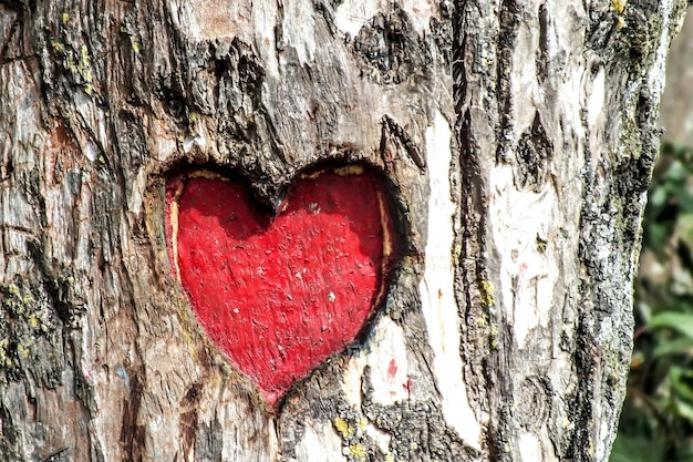 Foto licht valentinstag süße liebe valentinstag herz pink liebe feiertag rose rot