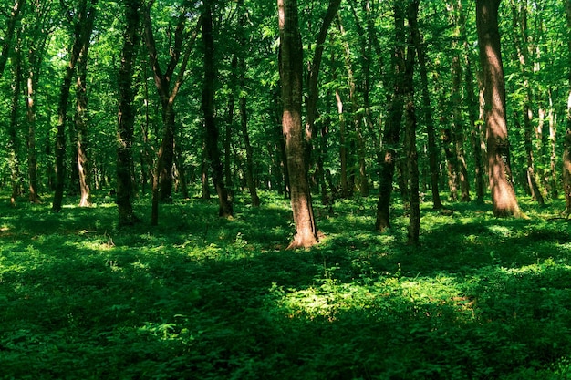 Lichter Laubwald mit Sonnenflecken auf üppigem Unterholz