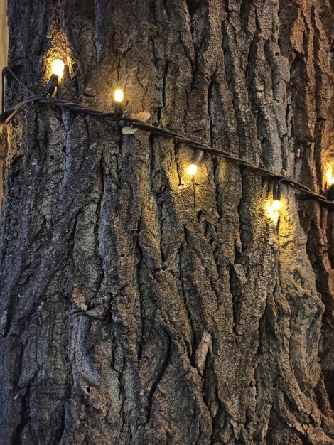 Lichtkränze auf einem Baum Hintergrund