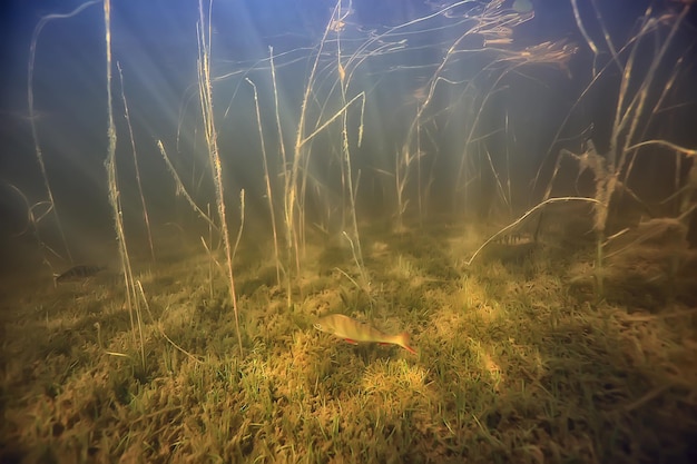 Lichtstrahlen unter Wasser frischer See, abstrakter Hintergrund Naturlandschaft Sonne Wasser