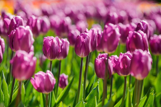 Lichtung aus roten und lila frischen Tulpen. Bunte Tulpen im Garten