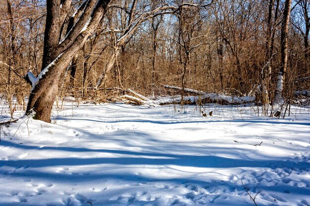 Lichtung im Wald mit umgestürzten alten Bäumen, die mit tiefem Schnee bedeckt sind